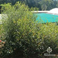 Grevillea Orange Marmalade -Garden Plant Store apo grevillea orange marmalade nursery bush