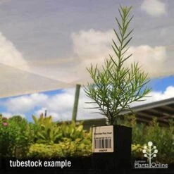 Grevillea Pink Pearl -Garden Plant Store apo grevillea pink pearl tubestock 1