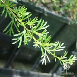 Grevillea Red Wings -Garden Plant Store apo grevillea red wings stem