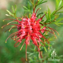 Grevillea Red Wings -Garden Plant Store apo grevillea red wings winter
