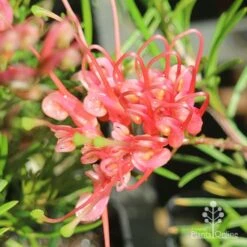 Grevillea Silk Carpet -Garden Plant Store apo grevillea silk carpet flower open