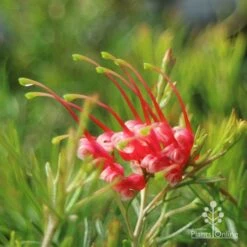 Grevillea Silk Carpet -Garden Plant Store apo grevillea silk carpet flower side