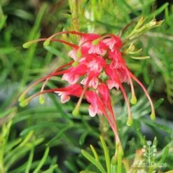 Grevillea Silk Carpet -Garden Plant Store apo grevillea silk carpet flower top