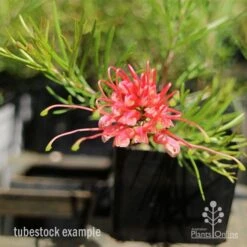 Grevillea Silk Carpet -Garden Plant Store apo grevillea silk carpet tubestock