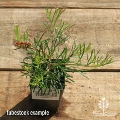 Grevillea Silk Carpet -Garden Plant Store apo grevillea silk carpet tubestock top