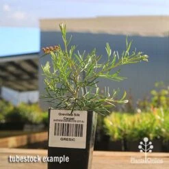 Grevillea Silk Carpet -Garden Plant Store apo grevillea silk carpet tubestock 1