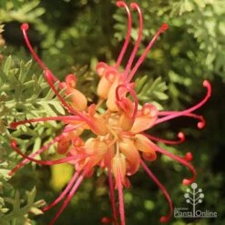 Grevillea Soopa Doopa -Garden Plant Store apo grevillea soopa doopa flower