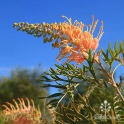 Grevillea Strawberry Pops -Garden Plant Store apo grevillea strawberry pops blue sky