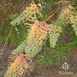 Grevillea Strawberry Pops -Garden Plant Store apo grevillea strawberry pops buds