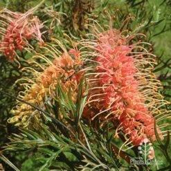 Grevillea Strawberry Pops -Garden Plant Store apo grevillea strawberry pops flowers