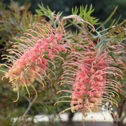 Grevillea Strawberry Pops -Garden Plant Store apo grevillea strawberry pops in shade