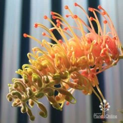 Grevillea Strawberry Pops -Garden Plant Store apo grevillea strawberry pops opening