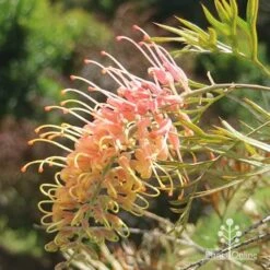 Grevillea Strawberry Pops -Garden Plant Store apo grevillea strawberry pops sunlit