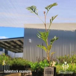 Grevillea Strawberry Pops -Garden Plant Store apo grevillea strawberry pops tubestock
