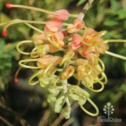 Grevillea Strawberry Sundae -Garden Plant Store apo grevillea strawberry sundae opening
