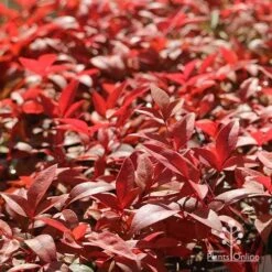 Nandina Gulf Stream -Garden Plant Store apo gulf stream winter colour