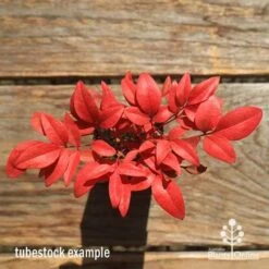 Nandina Gulf Stream -Garden Plant Store apo gulf stream winter colour tubestock