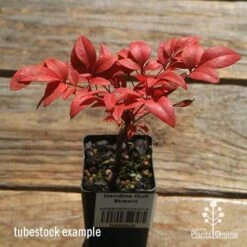 Nandina Gulf Stream -Garden Plant Store apo gulf stream winter colour tubestock2