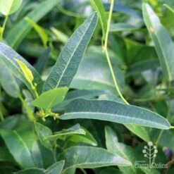 Hardenbergia Snow White - White Coral Pea -Garden Plant Store apo hardenbergia snow white foliage