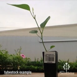 Hardenbergia Snow White - White Coral Pea -Garden Plant Store apo hardenbergia snow white tubestock