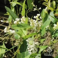Hardenbergia Snow White - White Coral Pea -Garden Plant Store apo hardenbergia white flowering tubestock