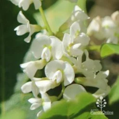 Hardenbergia Snow White - White Coral Pea -Garden Plant Store apo hardenbergia white flowers
