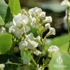 Hardenbergia Snow White - White Coral Pea -Garden Plant Store apo hardenbergia white flowers2