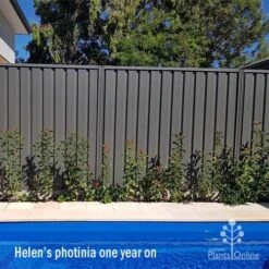 Photinia Thin Red 18 Photinia Thin Red -Garden Plant Store apo helen wheadon photinia