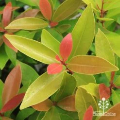 Acmena Hemilampra - Blush Satinash -Garden Plant Store apo hemilampra foliage september