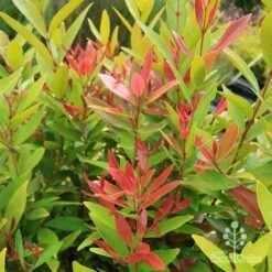 Acmena Hemilampra - Blush Satinash -Garden Plant Store apo hemilampra red green