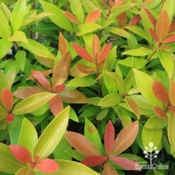 Acmena Hemilampra - Blush Satinash -Garden Plant Store apo hemilampra tubetock foliage september