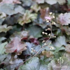 Heuchera Palace Purple - Coral Bells -Garden Plant Store apo heuchera palace purple