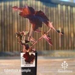 Heuchera Palace Purple - Coral Bells -Garden Plant Store apo heuchera palace purple tubestock