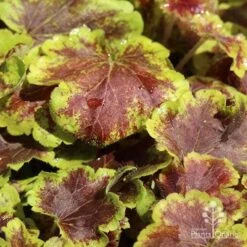 Heucherella Solar Eclipse - Foamy Bells 17 Heucherella Solar Eclipse - Foamy Bells -Garden Plant Store apo heuchera solar eclipse