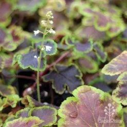 Heucherella Solar Eclipse - Foamy Bells 20 Heucherella Solar Eclipse - Foamy Bells -Garden Plant Store apo heuchera solar eclipse dark