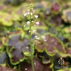 Heucherella Solar Eclipse - Foamy Bells 14 Heucherella Solar Eclipse - Foamy Bells -Garden Plant Store apo heuchera solar eclipse flowers 1