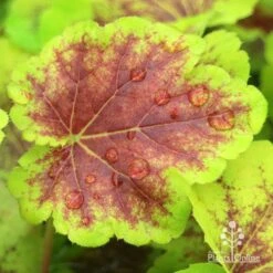 Heucherella Solar Eclipse - Foamy Bells 19 Heucherella Solar Eclipse - Foamy Bells -Garden Plant Store apo heuchera solar eclipse leaf