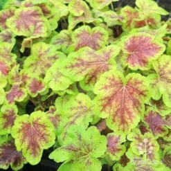 Heucherella Solar Eclipse - Foamy Bells 23 Heucherella Solar Eclipse - Foamy Bells -Garden Plant Store apo heuchera solar eclipse plants