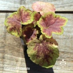 Heucherella Solar Eclipse - Foamy Bells 15 Heucherella Solar Eclipse - Foamy Bells -Garden Plant Store apo heuchera solar eclipse tubestock top winter