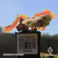 Heucherella Solar Eclipse - Foamy Bells 18 Heucherella Solar Eclipse - Foamy Bells -Garden Plant Store apo heuchera solar eclipse tubestock winter