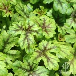 Heucherella Tapestry - Foamy Bells 22 Heucherella Tapestry - Foamy Bells -Garden Plant Store apo heuchera tapestry 1