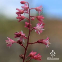 Heucherella Tapestry - Foamy Bells -Garden Plant Store apo heucherella tapestry flowers 2