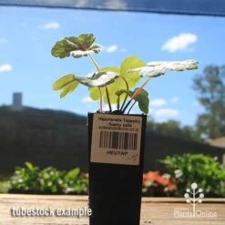 Heucherella Tapestry - Foamy Bells 19 Heucherella Tapestry - Foamy Bells -Garden Plant Store apo heucherella tapestry tubestock 1