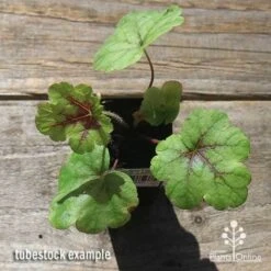 Heucherella Tapestry - Foamy Bells 25 Heucherella Tapestry - Foamy Bells -Garden Plant Store apo heucherella tapestry tubestock top 1