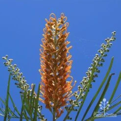 Grevillea Honey Gem -Garden Plant Store apo honey gem flower blue sky