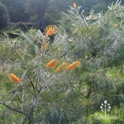 Grevillea Honey Gem -Garden Plant Store apo honey gem grevillea bushes silvery