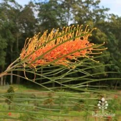 Grevillea Honey Gem -Garden Plant Store apo honey gem grevillea flower crisp
