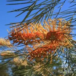 Grevillea Honey Gem -Garden Plant Store apo honey gem grevillea flower foliage winter