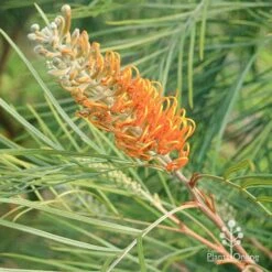 Grevillea Honey Gem -Garden Plant Store apo honey gem grevillea flowerbud