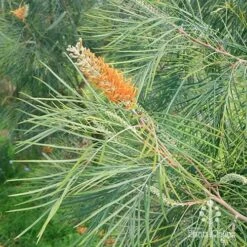 Grevillea Honey Gem -Garden Plant Store apo honey gem grevillea weeping habit